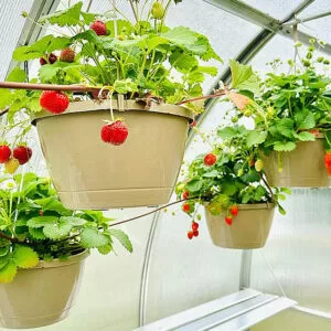 what to grow in a greenhouse in summer