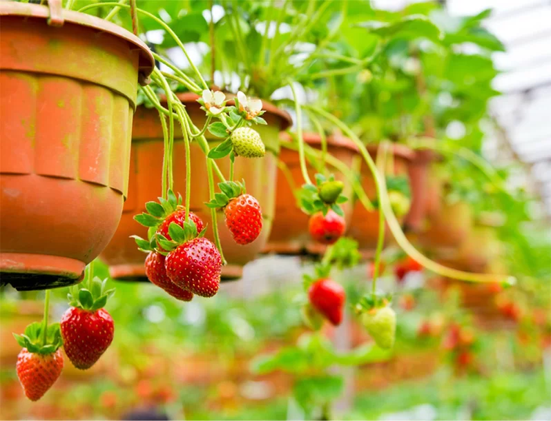 Super opportunities for vertical gardening in greenhouses