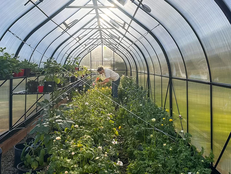 5 basic rules for high yields in your greenhouse and garden